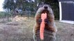 Groundhog chows down on carrot for the camera