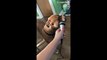 Howling dog sings right into karaoke microphone