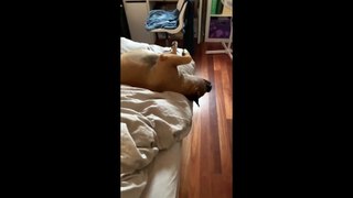 Rescue dog prefers to sleep upside down