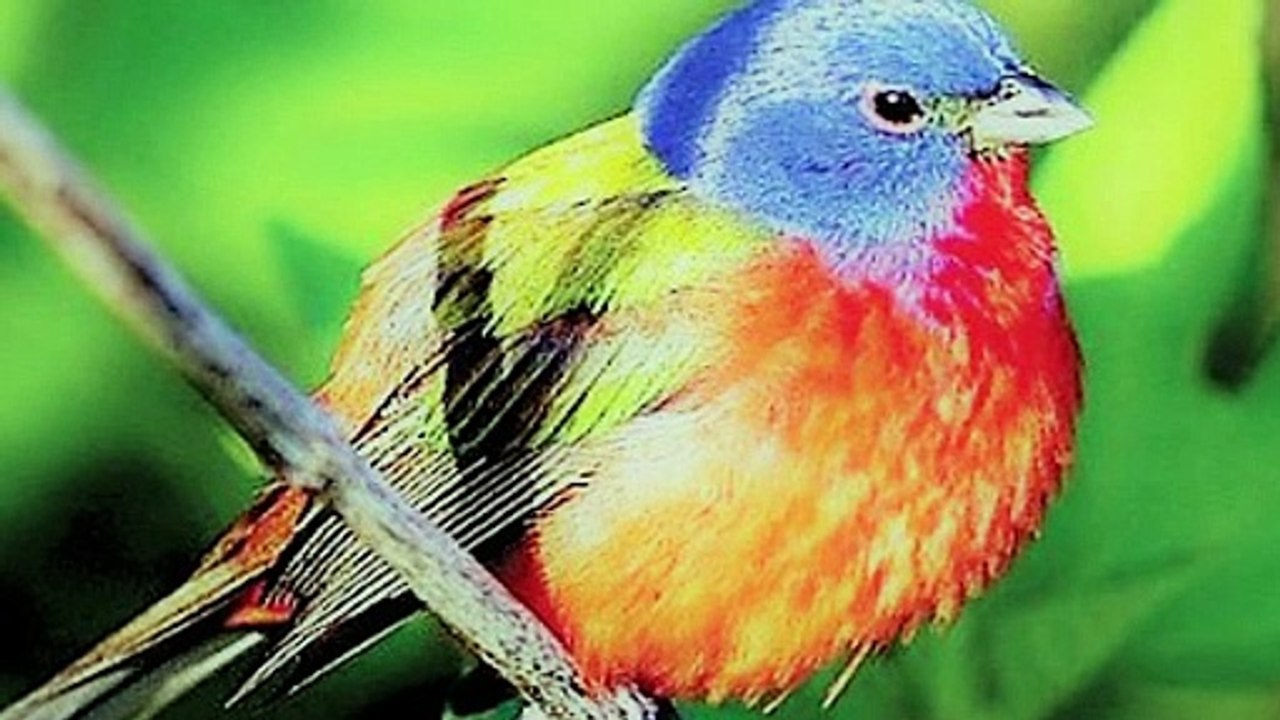 Top 10 beautiful birds
