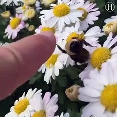 Man vs animals relationship