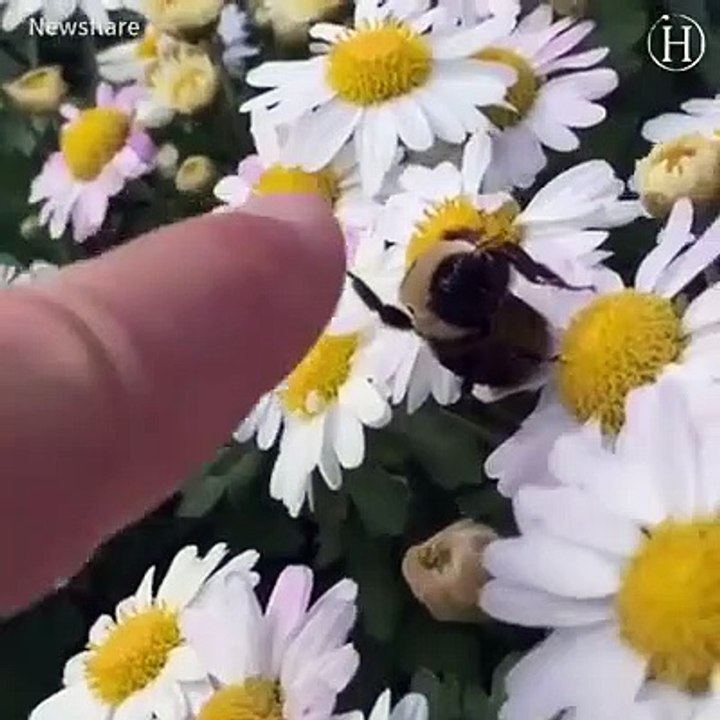 Man vs animals relationship