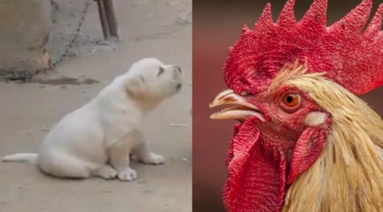 Este perrito, que cree ser un gallo y hasta cacarea, se vuelve viral