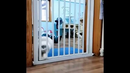 ANIMALES DIVERTIDOS COMPILATION #1