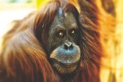 La desesperada lucha de este orangután contra los humanos que destruyen su hogar
