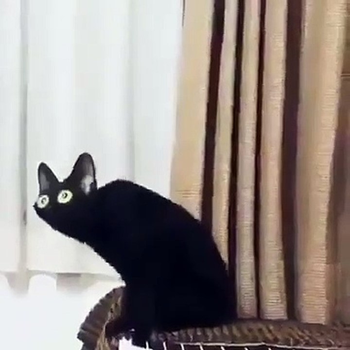 gato distorsionado