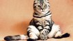 El gato,que 'siempre llama dos veces', se hace viral