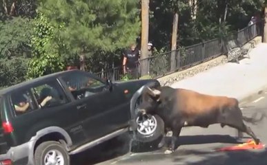 El toro y el coche se enfrentan; ¿quién crees que gana?