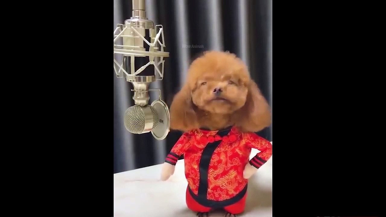 Try Not To Laugh Watching Funny Animals Vines Compilation (2020)