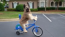 Este perro que monta en bici lo peta en las redes