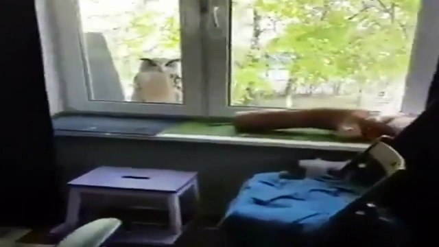 Cuando el cartero no es cómo esperas y toca a tu ventana y no a la puerta…