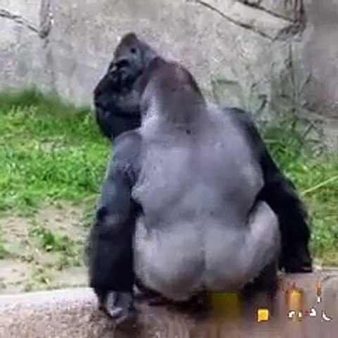 Bhalu comedy
