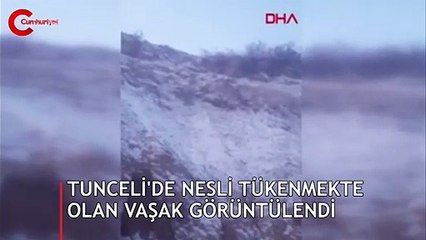Birinci derecede koruma altında: Tunceli'de görüntülendi!