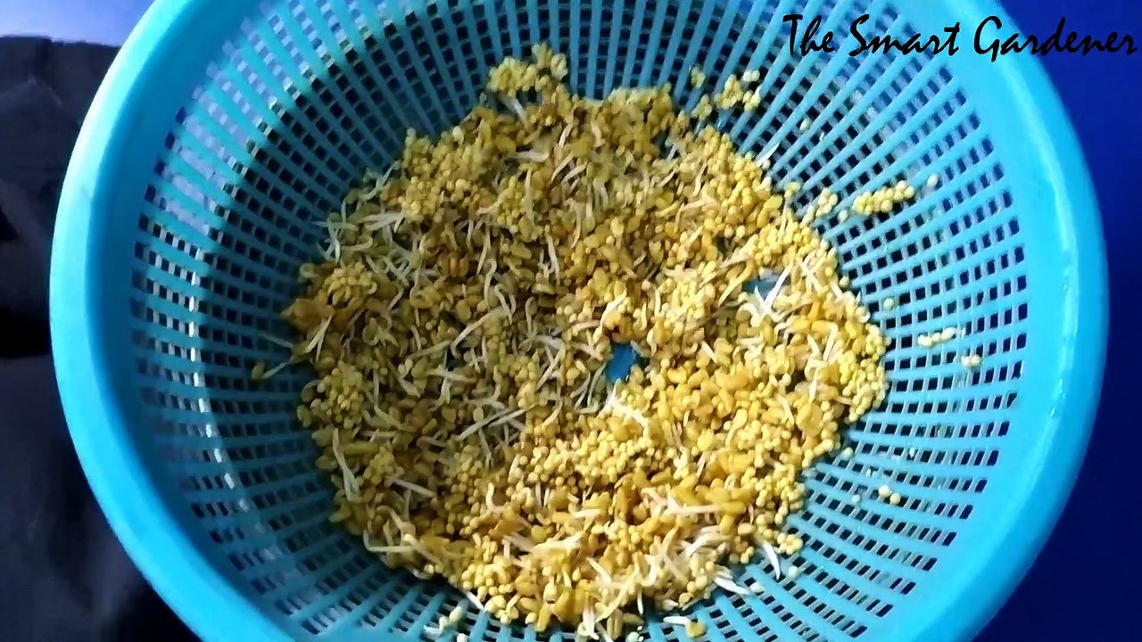 How to grow Methi ( Fenugreek ) in water | Hydrophonic System | In Hindi | The Smart Gardener