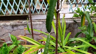 Medicinal Plant | Aromatic Plant | In Hindi | Dragon Fruit | My Collection | The Smart Gardener