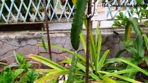 Medicinal Plant | Aromatic Plant | In Hindi | Dragon Fruit | My Collection | The Smart Gardener