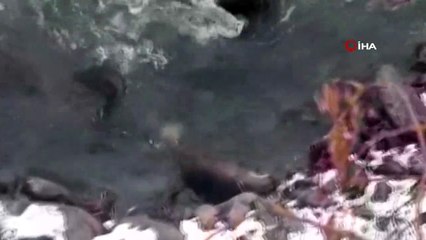 Su samurları Pülümür Çayı'nda avlanırken görüntülendi