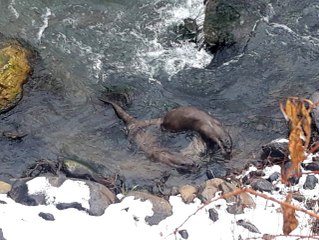 Tunceli'de su samurları balık avlarken görüntülendi