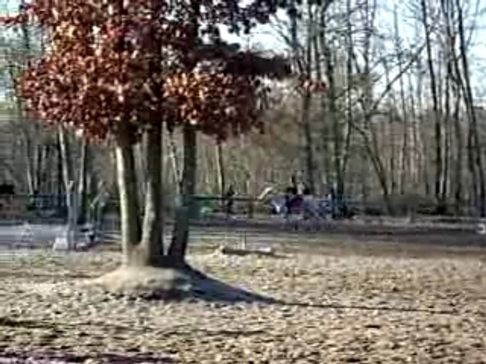 diidii et moii en saut d'obstacle !