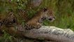 Lion Vs Jaguar - Wild Animals Documentary National Geographic 2019 - Wild Discovery Animals