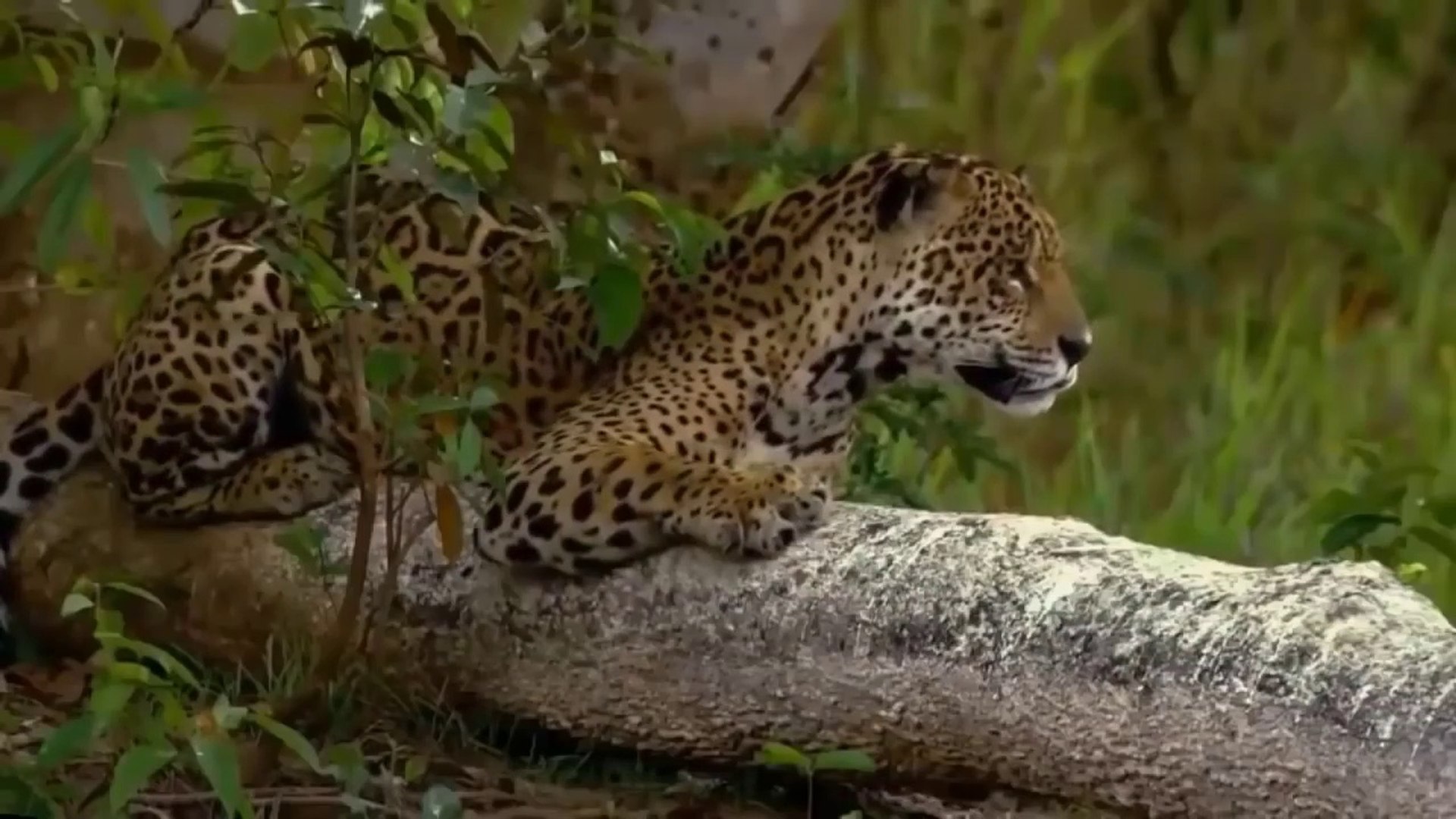 ⁣Lion Vs Jaguar - Wild Animals Documentary National Geographic 2019 - Wild Discovery Animals