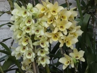 Orquideas - Final de Agosto - 1