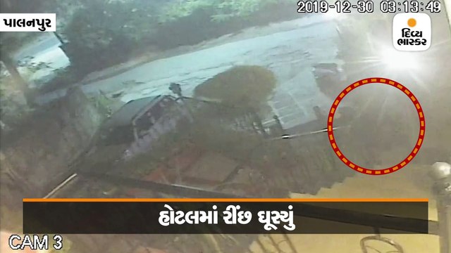 ‘રીંછ એકલું હોટલમાં ઘૂસ્યું, મોંઢામાં ઉપાડી દૂધની થેલી’ હોટલના CCTVમાં દ્રશ્યો કેદ થયા