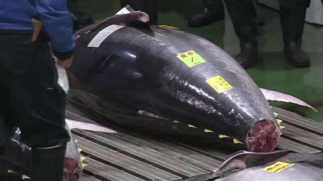 日 새해 첫 참치 경매...최고가 20억 원 낙찰 / YTN