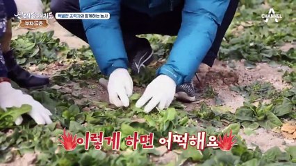 ※주목※ 시금치로 3개월 만에 억대 매출! 부자의 비법 大공개