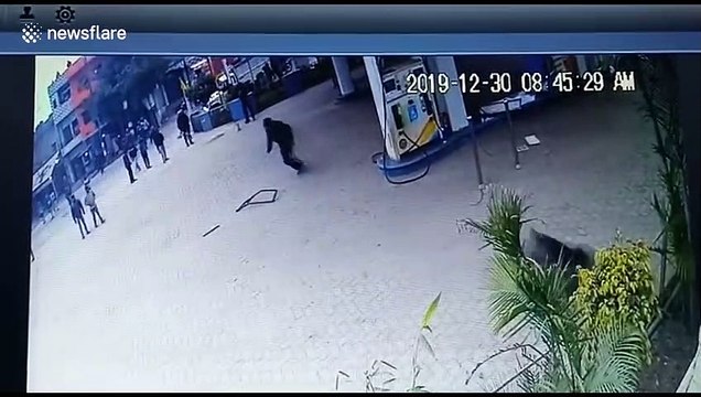 Wild pig injures several during rampage in northern India