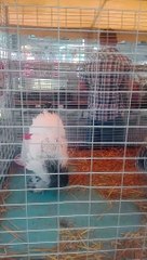 chickens on show.....