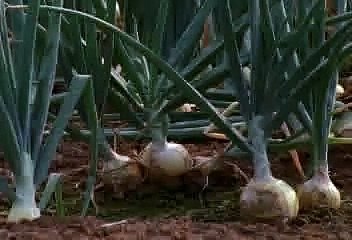 Free Stock Footage Onion Field