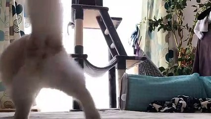 Let's play with cats and toys! 2020 # 2