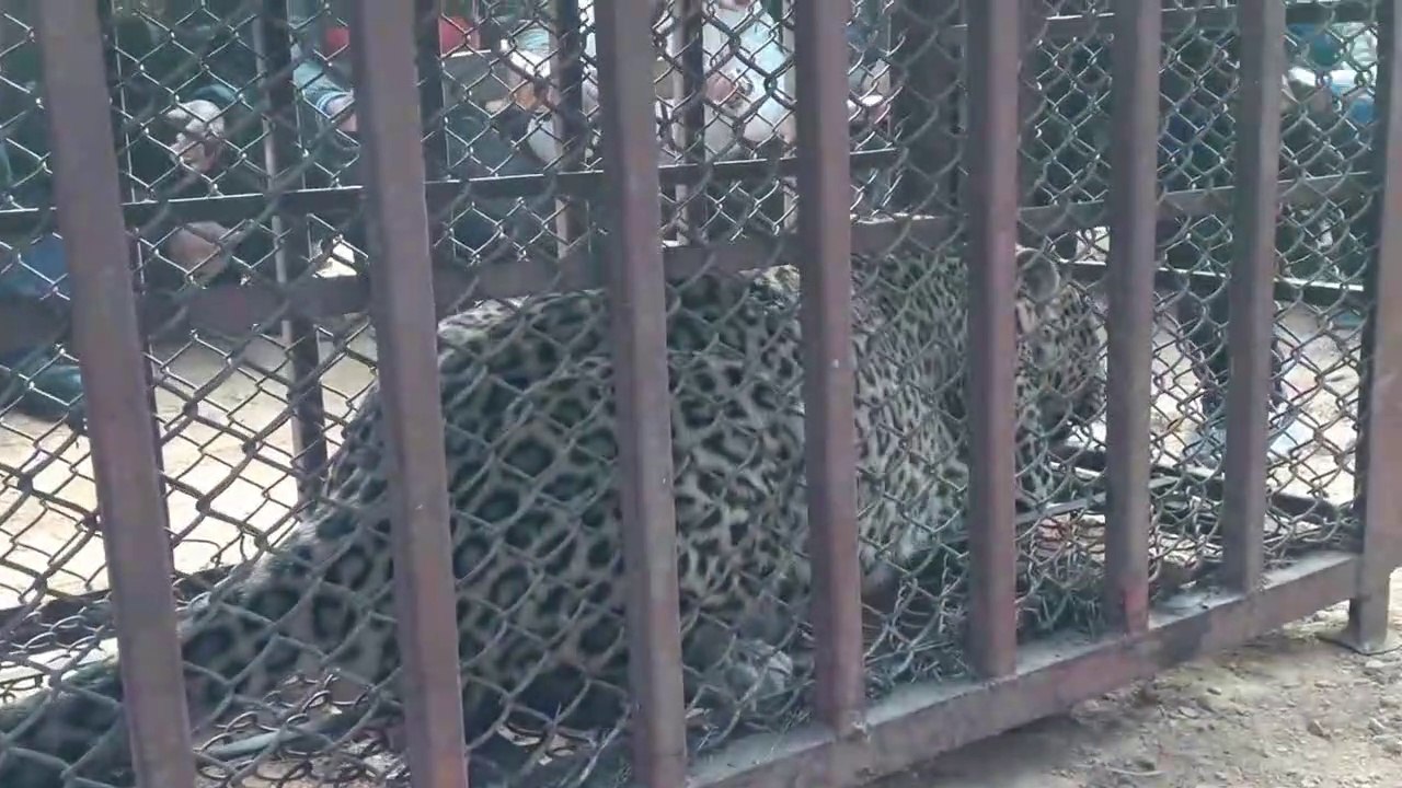 Tiger in trap