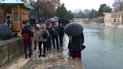 Balıklıgöl'e gelen vatandaşlar yağmurlu havada balıkları şemsiye altında besledi