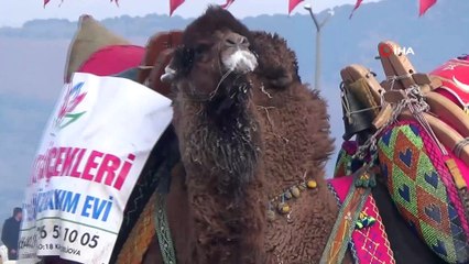 İncirliova’da 200 pehlivan deve kıyasıya güreşti