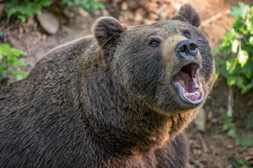 El oso glotón ‘asalta’ a los cazadores y les roba la comida
