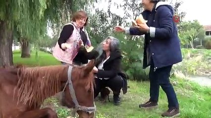 Dere kenarına terk edilen at 'Masum' tedavi edilecek