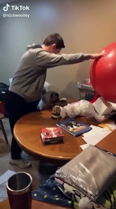 Ce chien devient fou devant une grosse balle de...