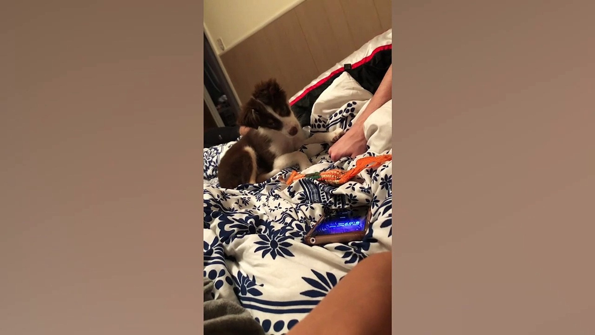 Confused Pets | Funny Pet Videos