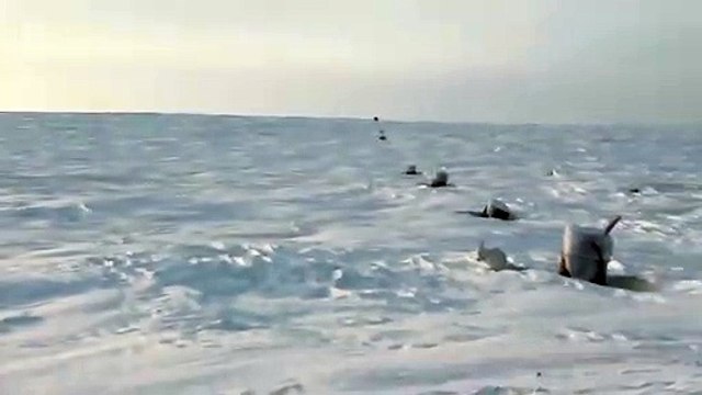 Course d'un lièvre des neige... sur les 2 pattes arrières !