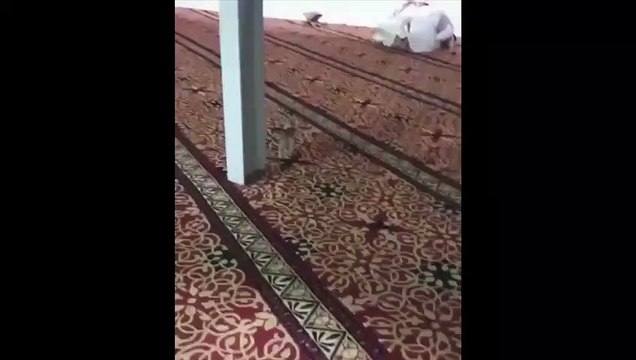 2 musulmans surpris en prière par un petit chaton dans la mosquée