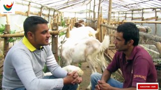 Bakhra Palan in Nepal।। Goat farming।।Goat Farming।।Goad Farming in Hilly region।। _