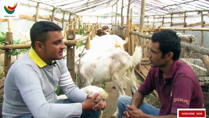 Bakhra Palan in Nepal।। Goat farming।।Goat Farming।।Goad Farming in Hilly region।। _