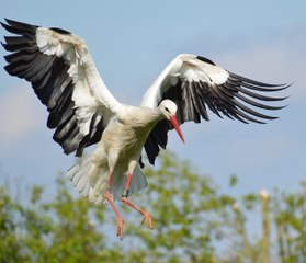 La cigüeña permanece inmóvil en su nido durante el incendio intentando proteger a sus polluelos