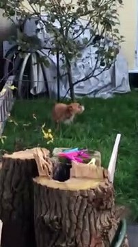 Doggo Wipes His Feet Before Entering Home