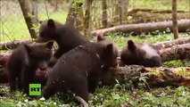 Estos dos cachorros de oso pardo huérfanos consiguen enamorar a los internautas