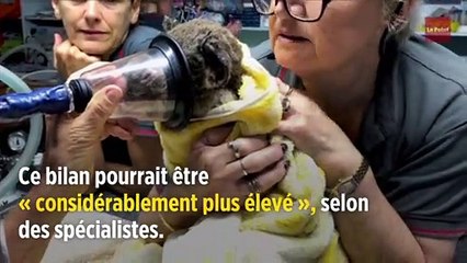 Incendies en Australie : plus de 480 millions d'animaux sont morts