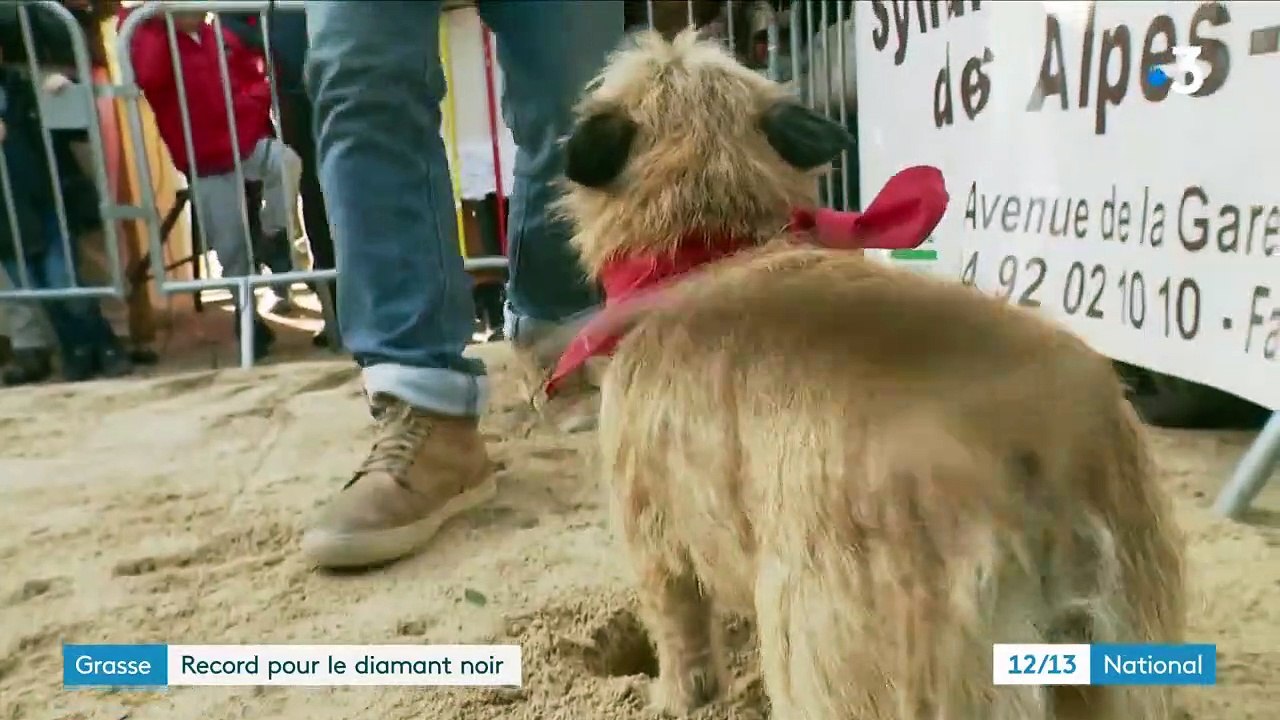 Alpes-Maritimes : le marché de truffes de Grasse a ouvert