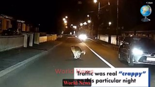 Pooping pup hilariously stops traffic on busy street(Video) World News